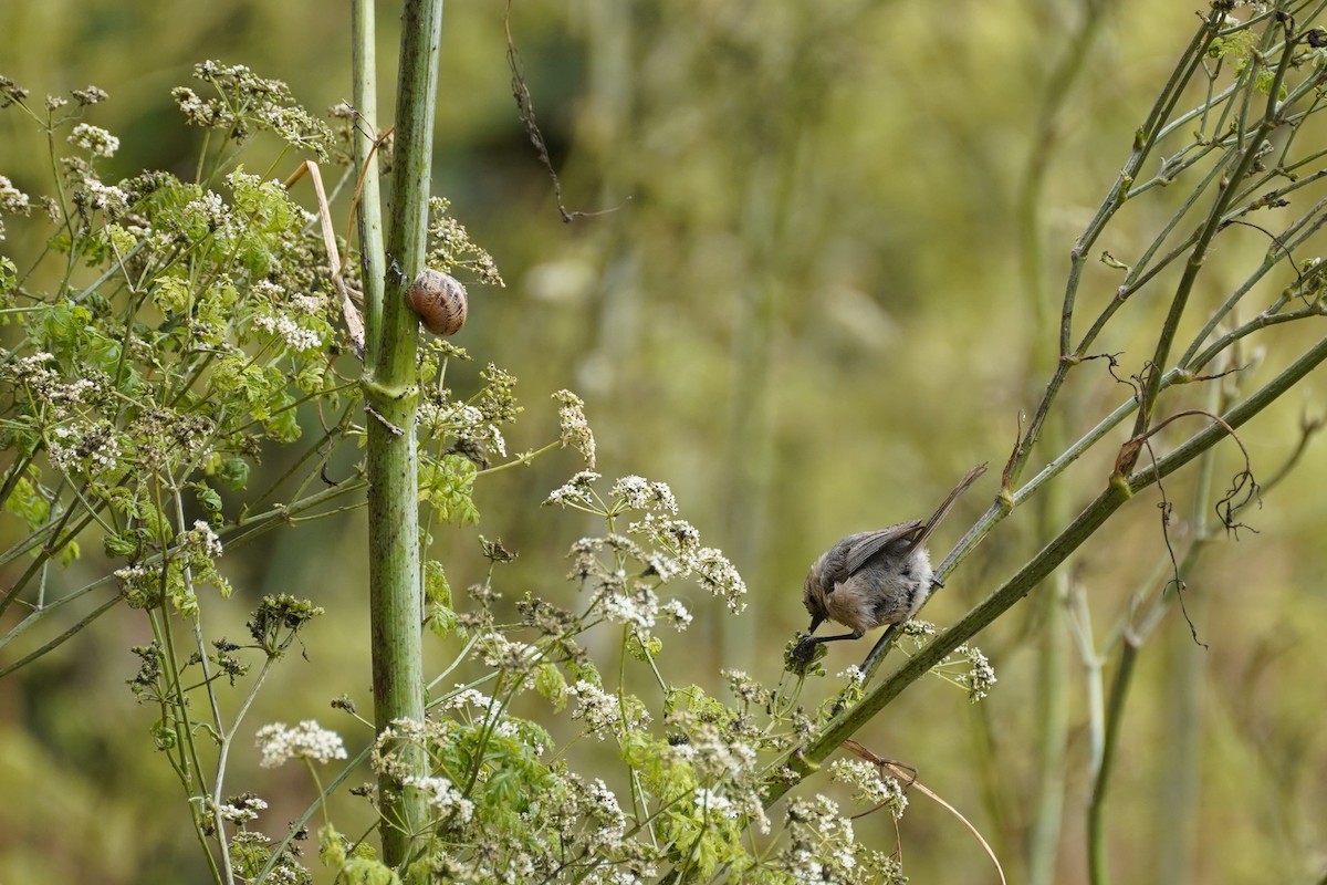 Bushtit - ML622141836