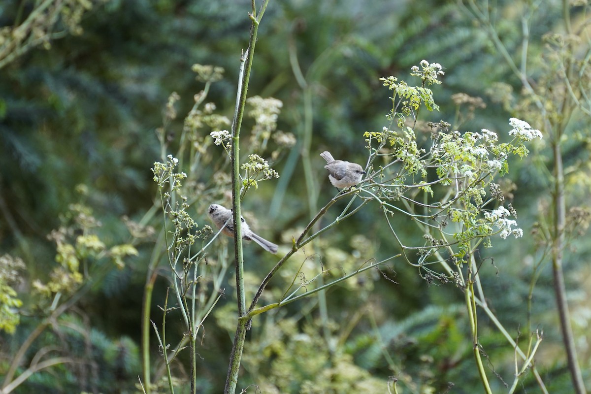 Bushtit - ML622141837