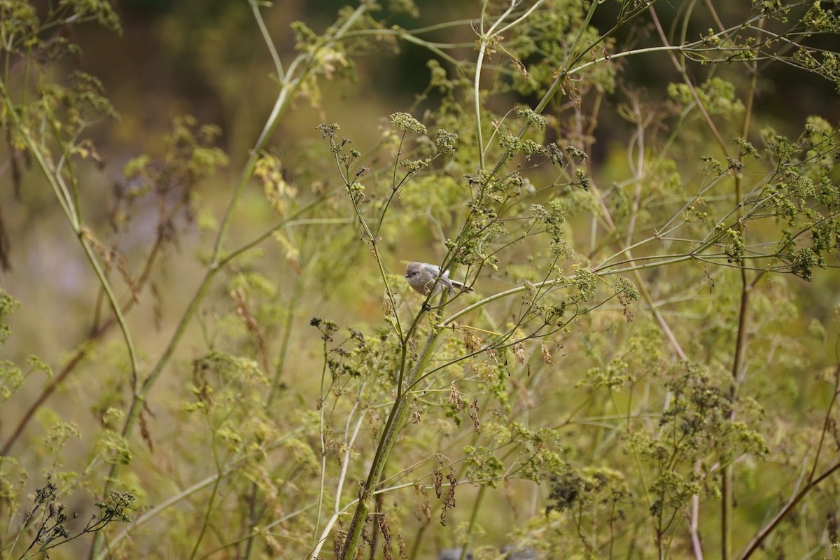 Bushtit - ML622141838