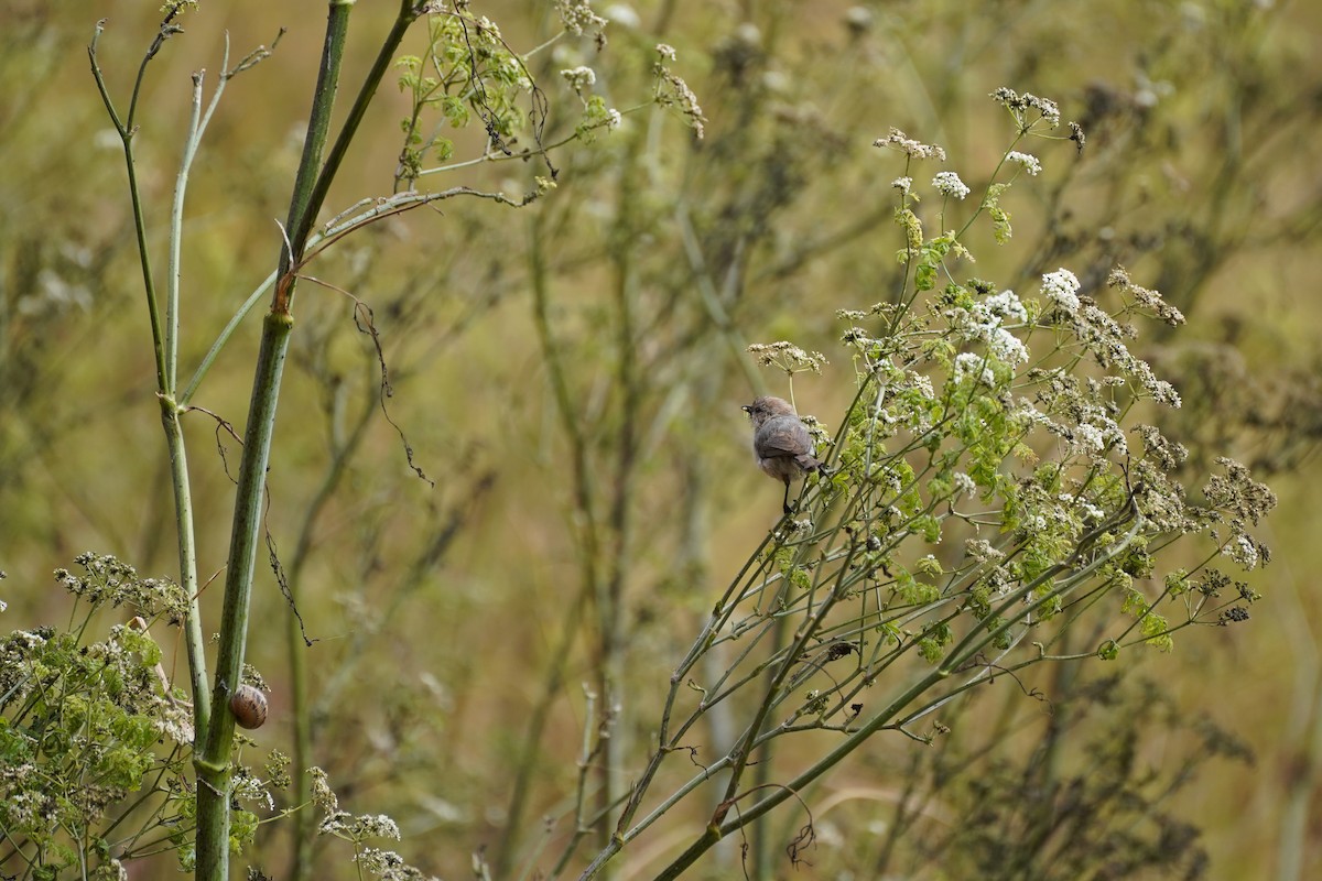 Bushtit - ML622141839