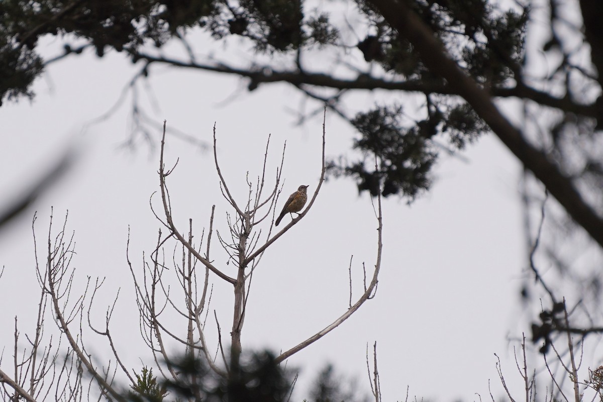 American Robin - ML622141844