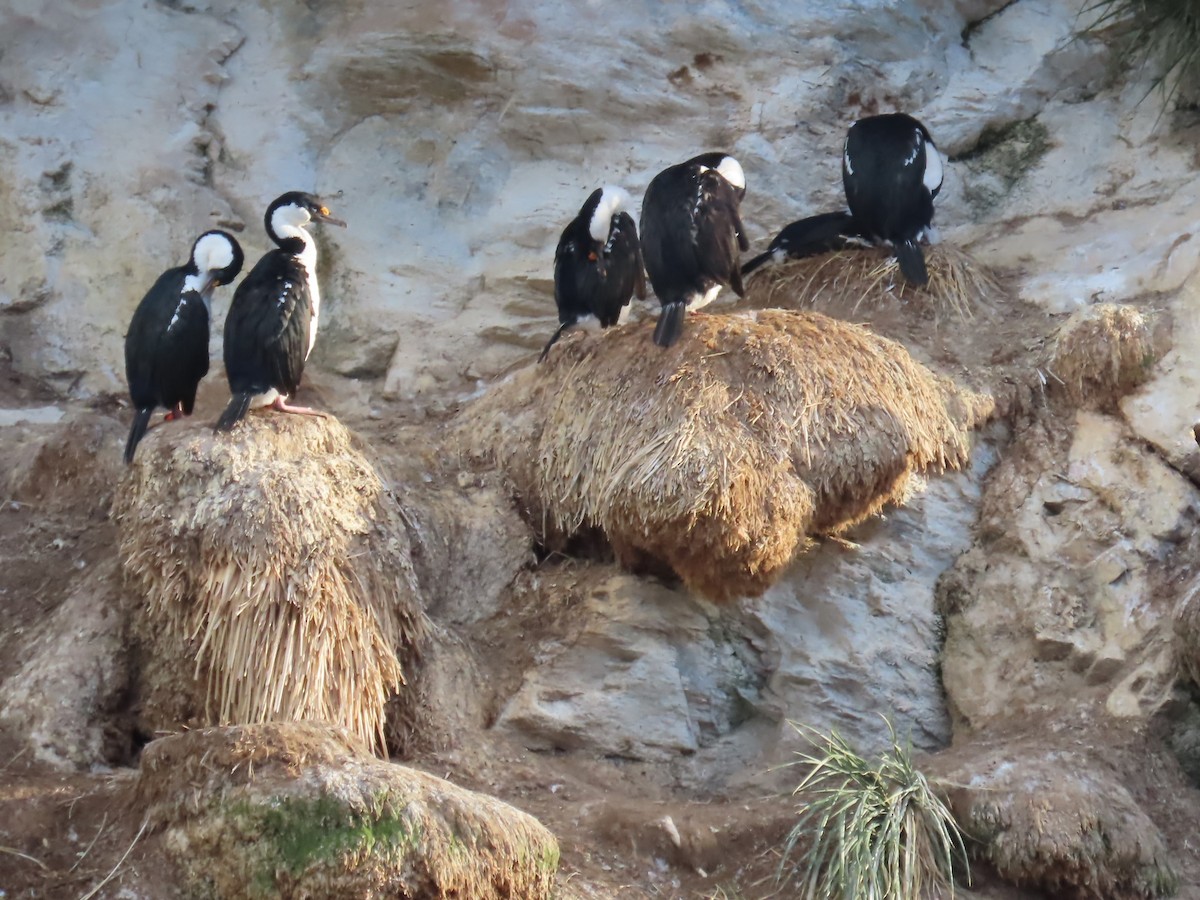 South Georgia Shag - ML622141886