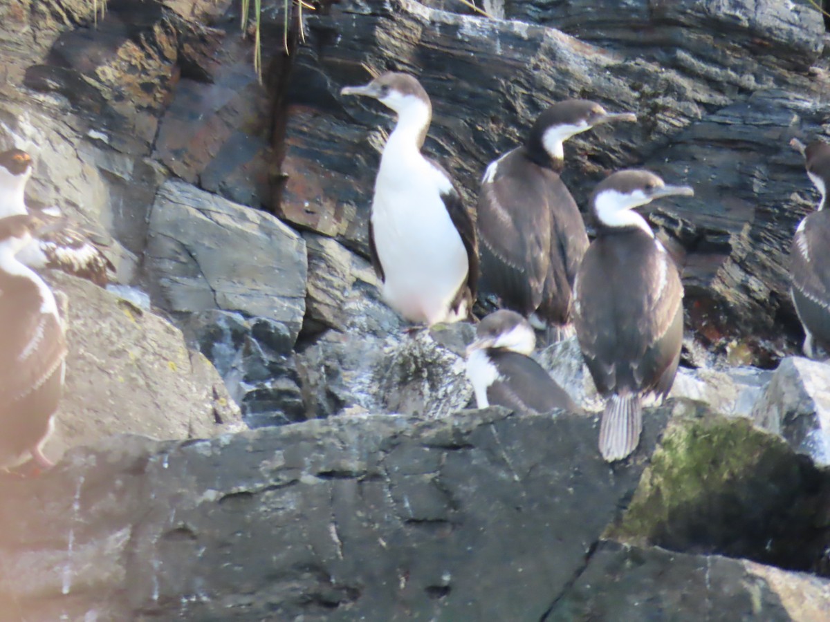 South Georgia Shag - ML622141888