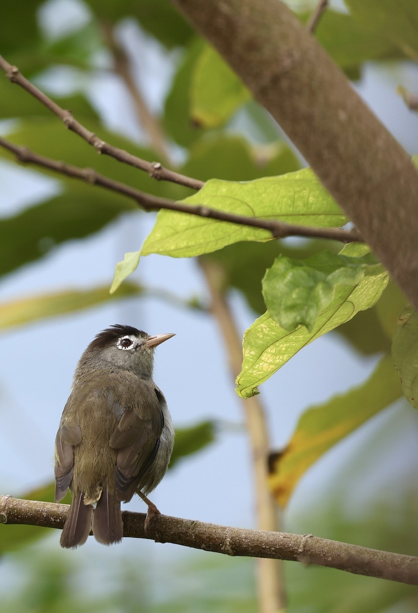 Schwarzscheitel-Brillenvogel - ML622141913