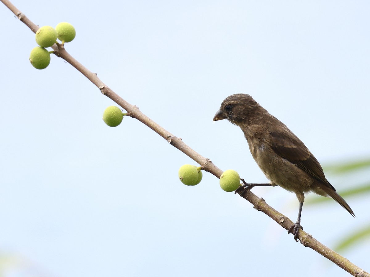 Principe Seedeater - ML622141916