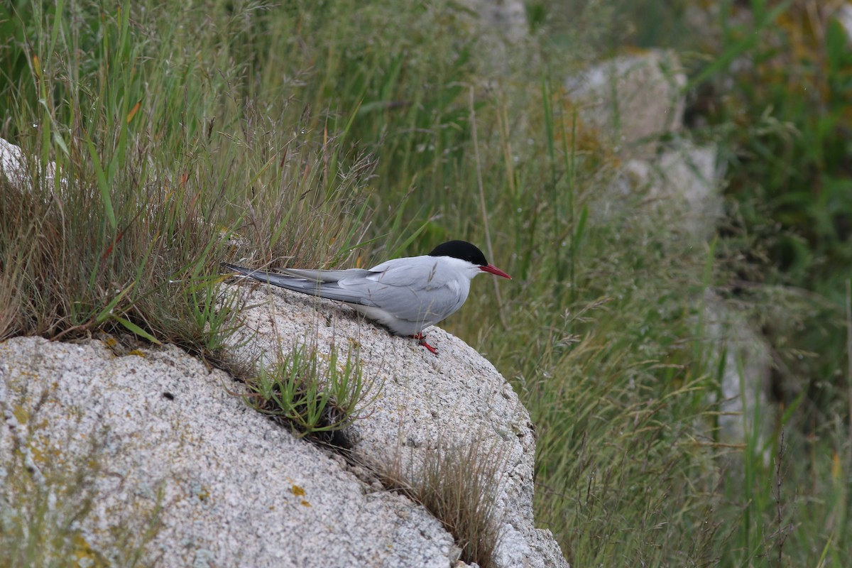 Arctic Tern - ML622141930