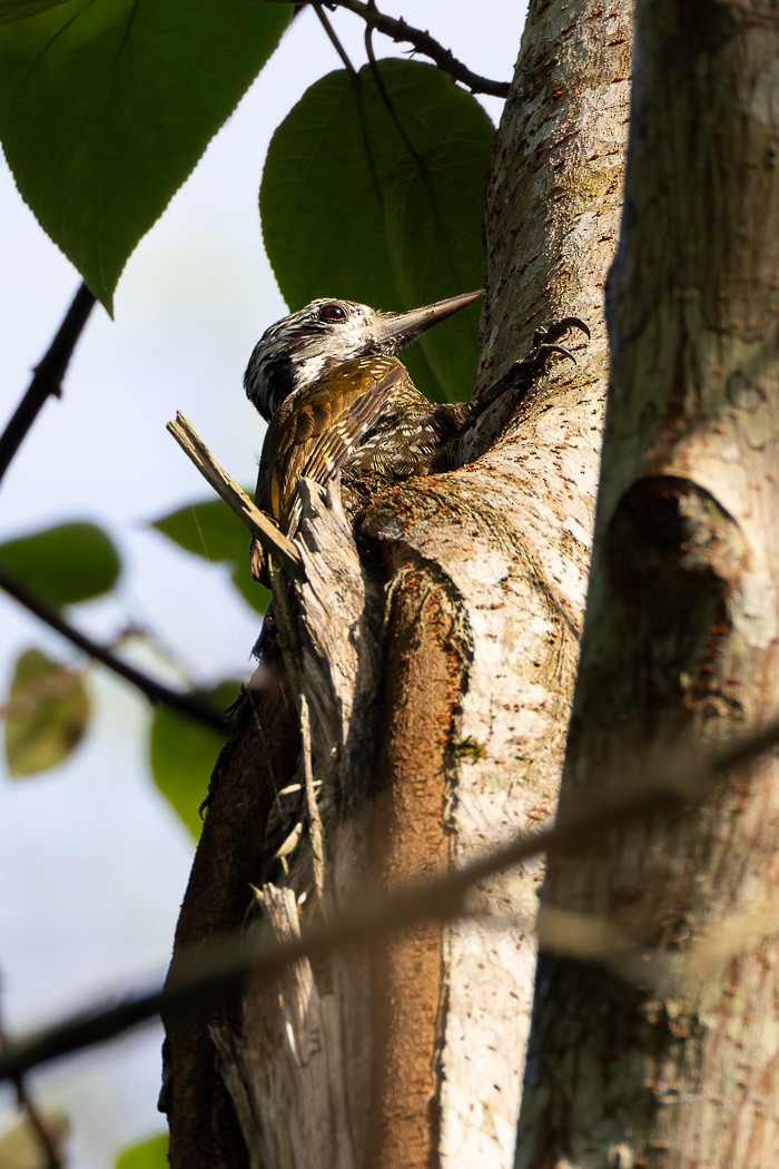 Golden-crowned Woodpecker - ML622141932