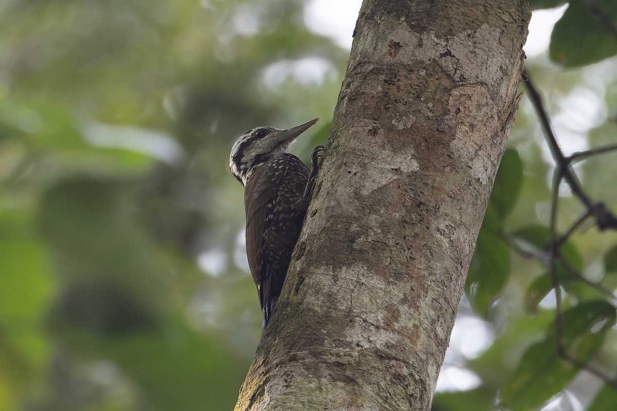 Golden-crowned Woodpecker - ML622141933