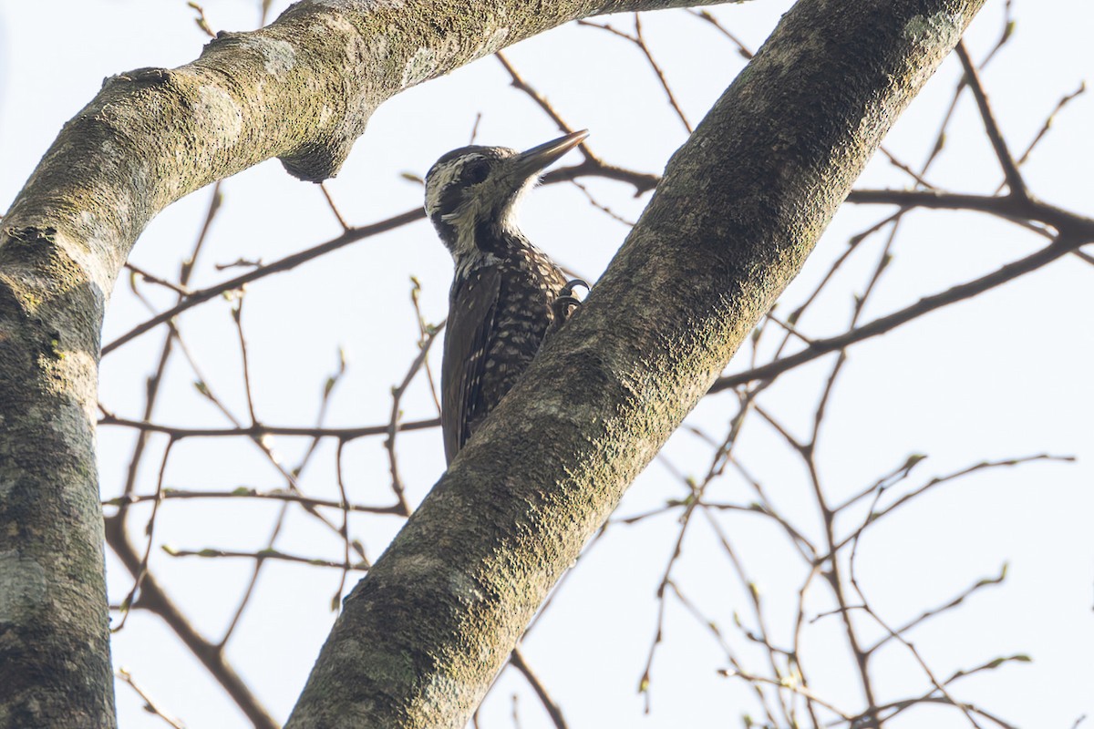 Golden-crowned Woodpecker - ML622141934