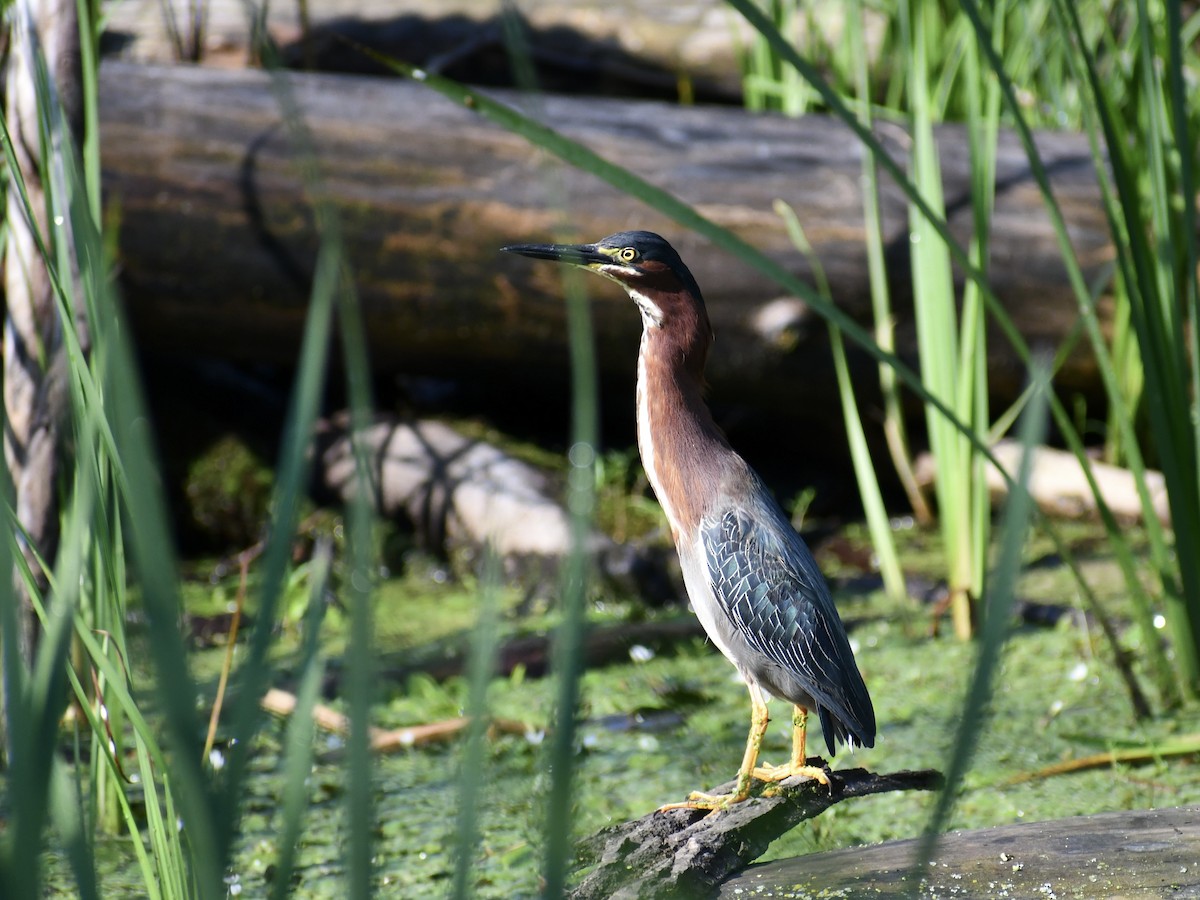 Green Heron - chris hardman