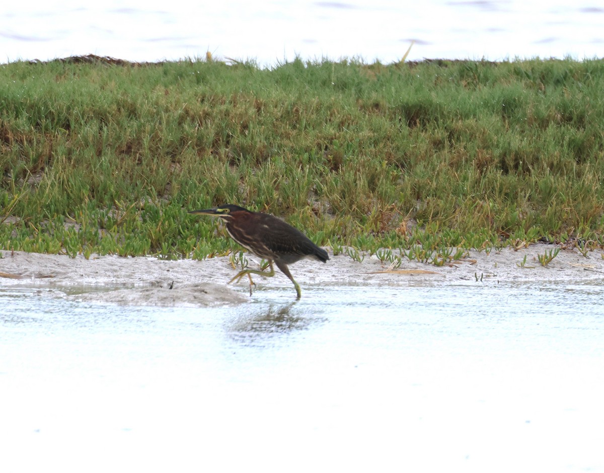 Green Heron - ML622141937