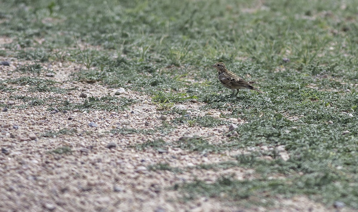 Chestnut-collared Longspur - ML622141938