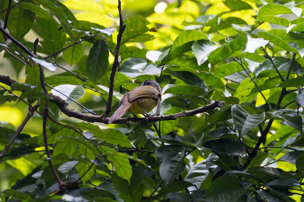 Red-tailed Greenbul - ML622141939