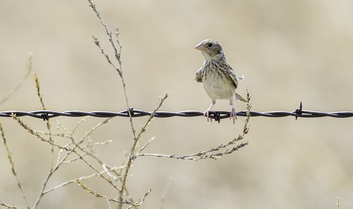 Grasshopper Sparrow - ML622141941