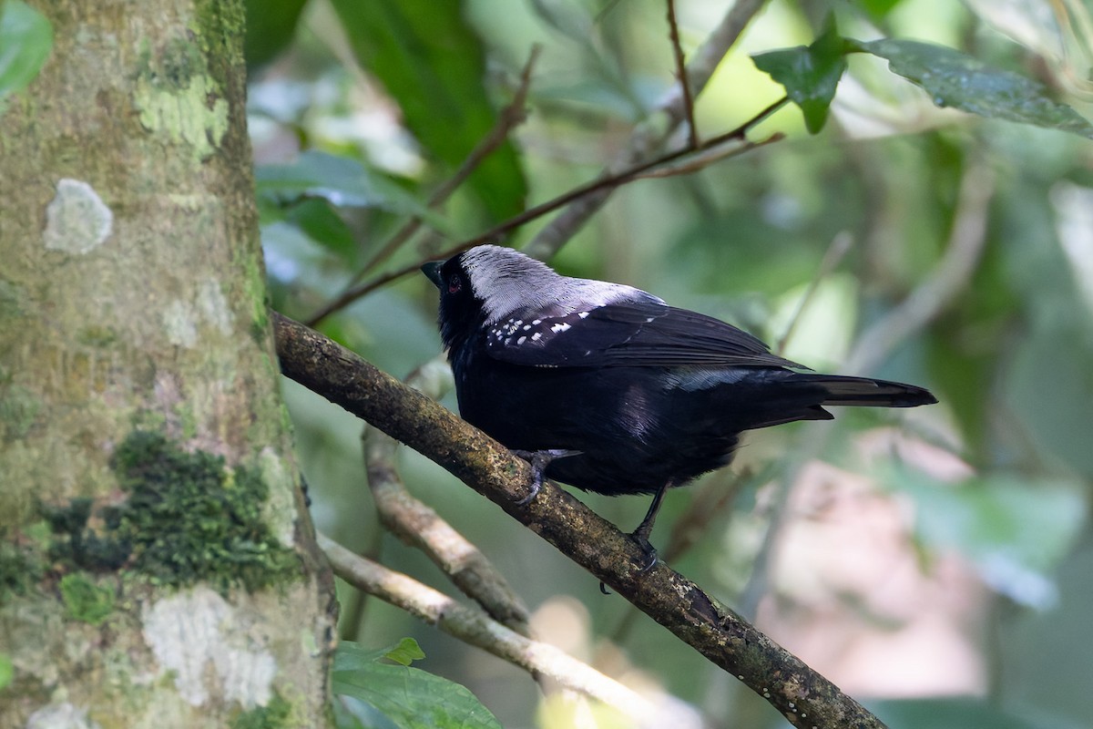 Gray-headed Nigrita - ML622141942