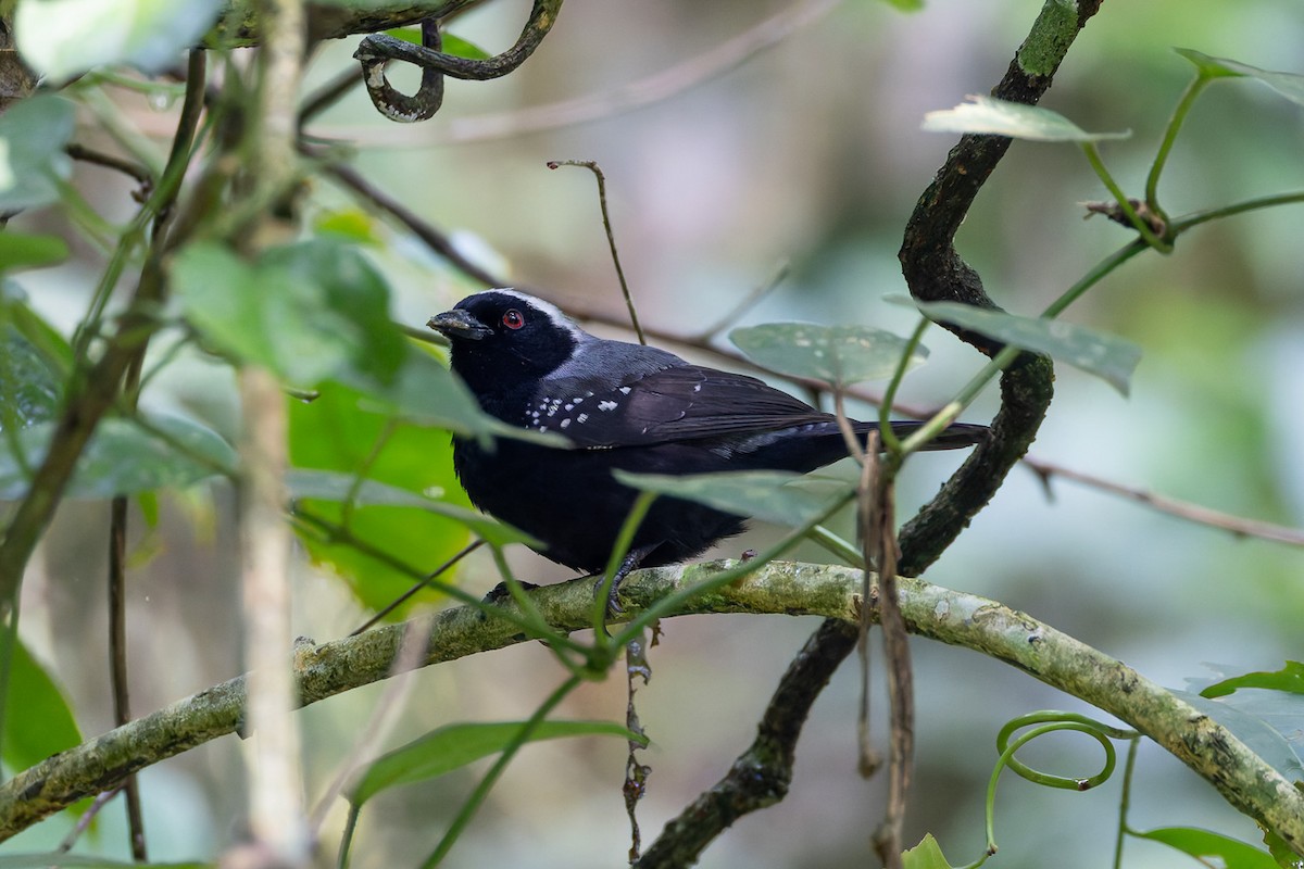 Gray-headed Nigrita - ML622141943