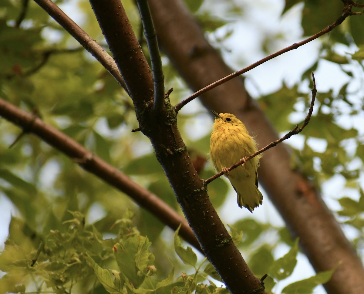 Yellow Warbler - ML622141944