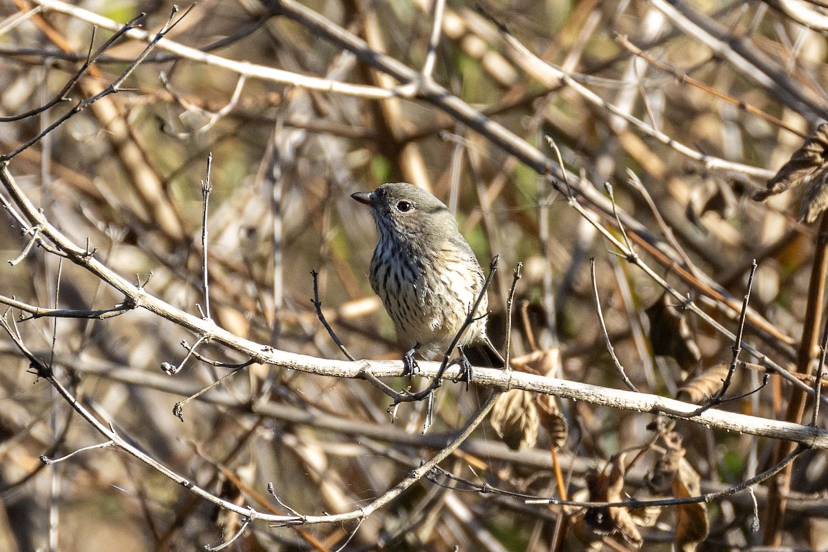 Rufous Whistler - ML622141945