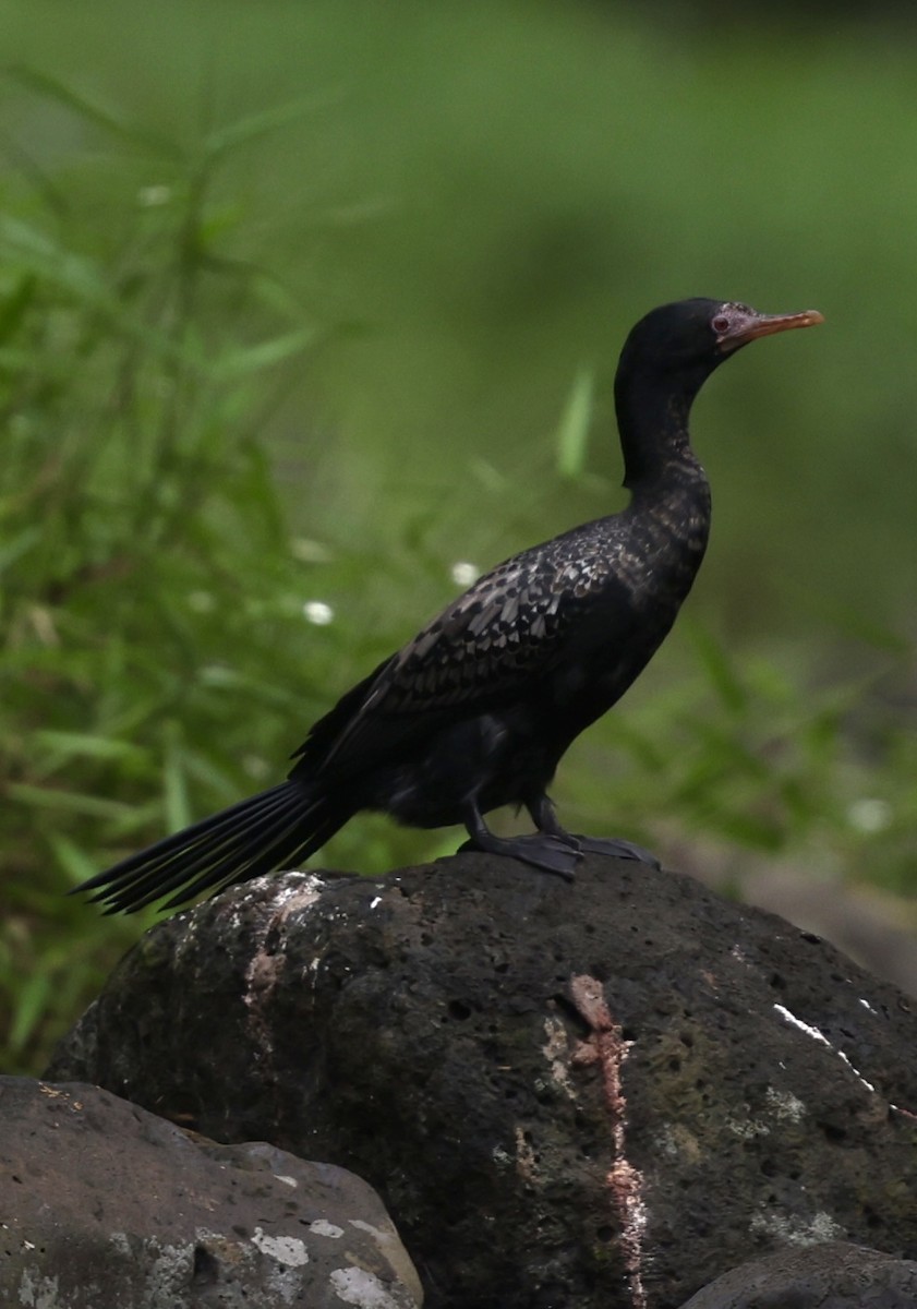 Long-tailed Cormorant - ML622141947