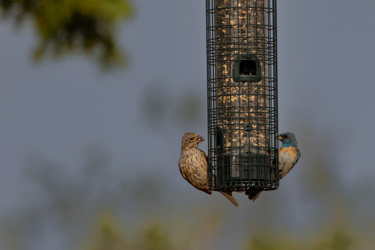 Cassin's Finch - ML622141970