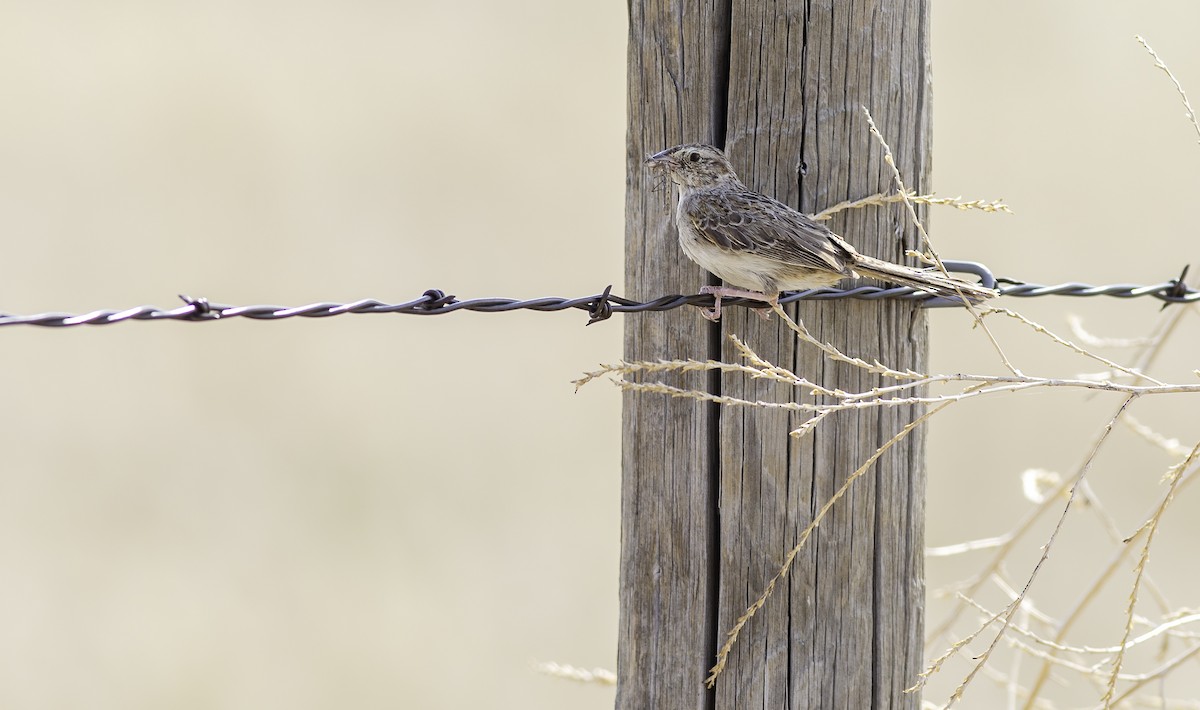 Cassin's Sparrow - Alex Eberts