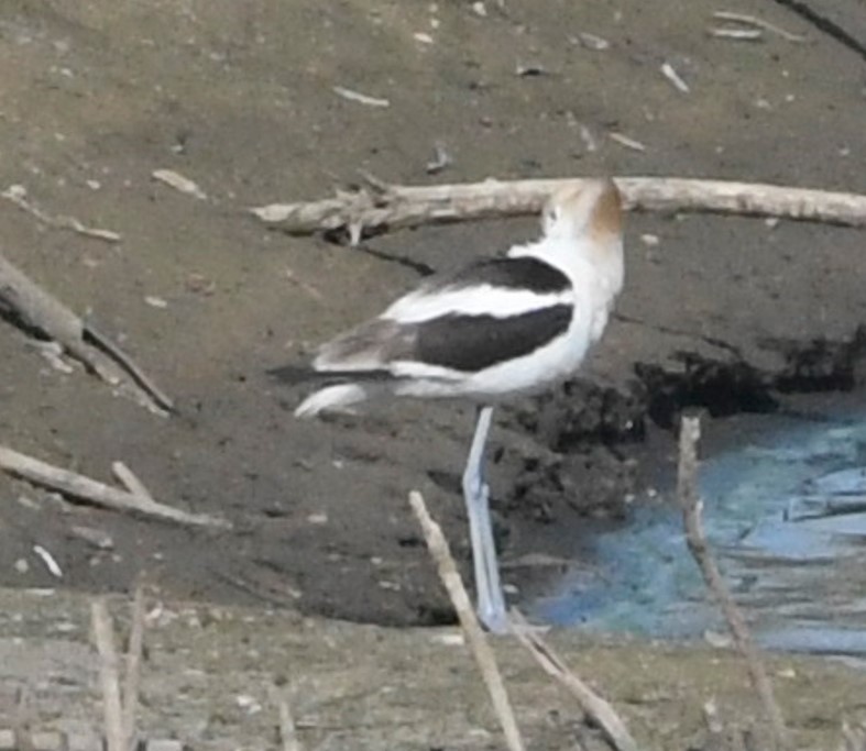 American Avocet - Peter Billingham