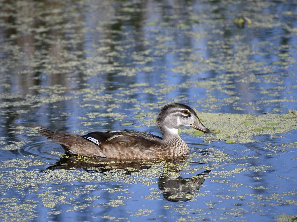 Wood Duck - chris hardman