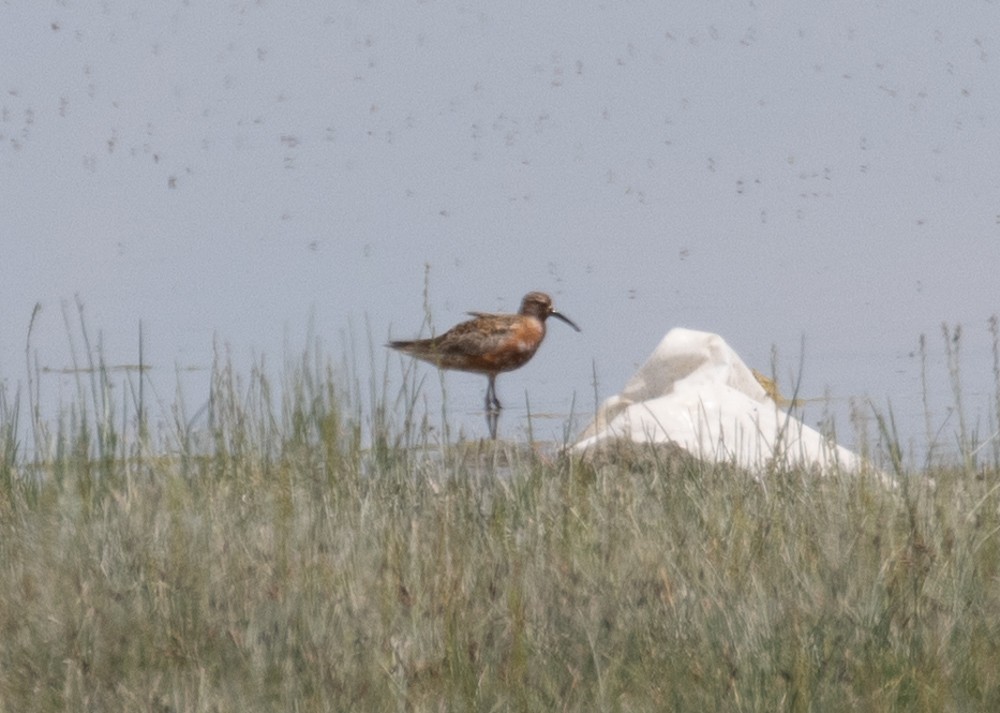 Curlew Sandpiper - Lindy Fung