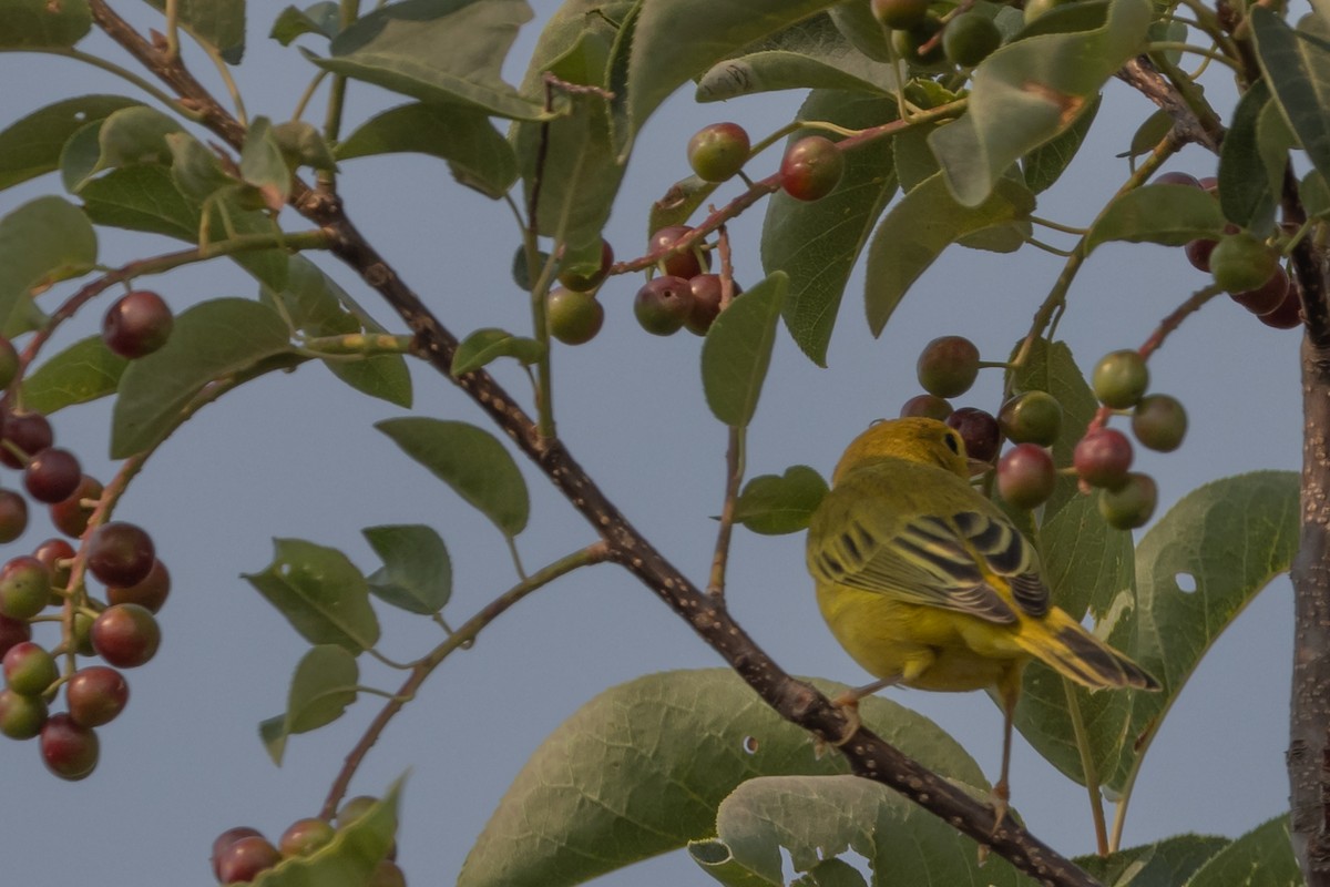 Yellow Warbler - ML622141977