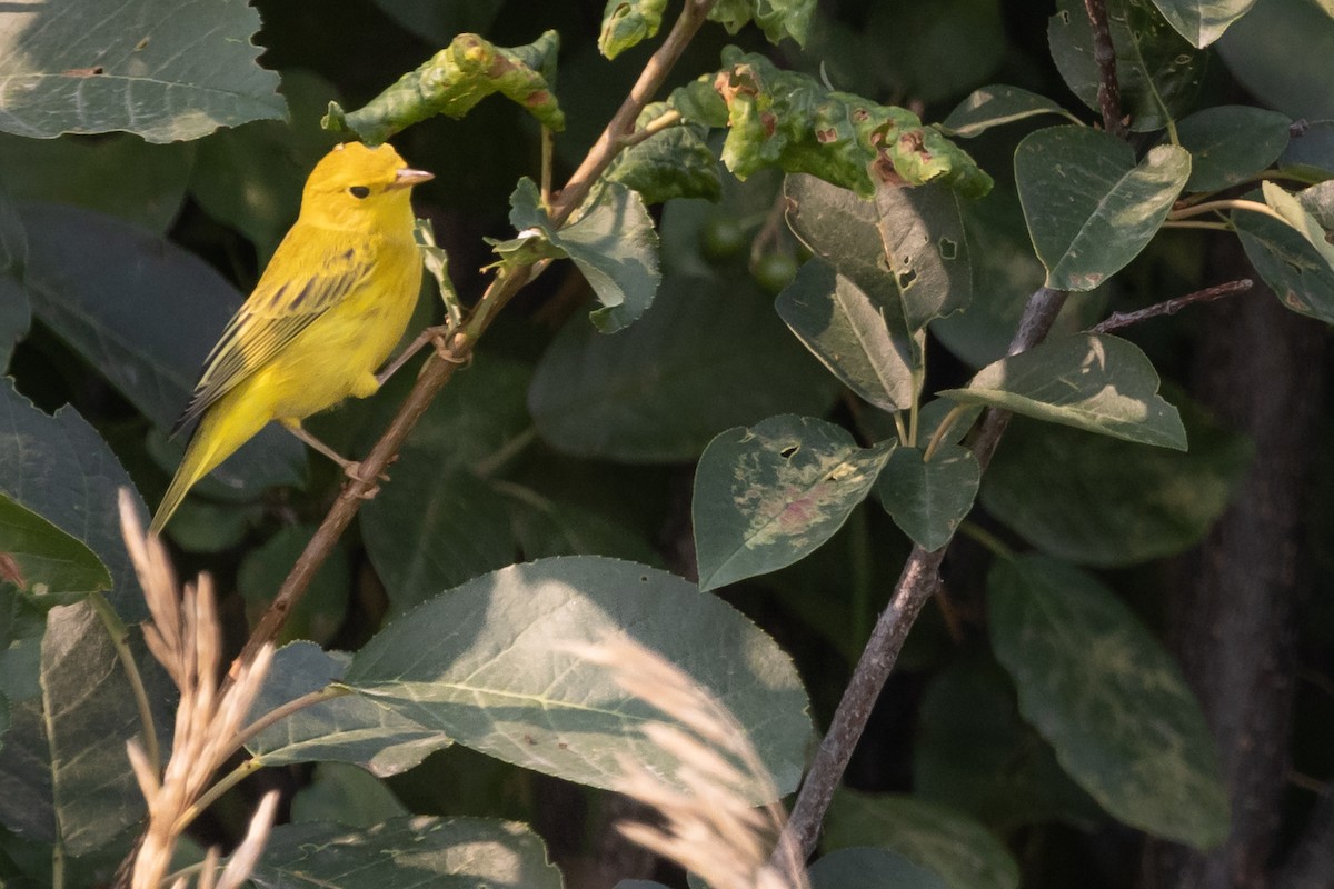 Yellow Warbler - ML622141978