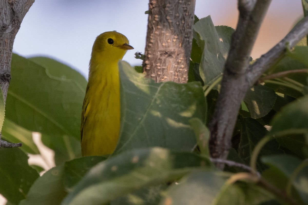 Yellow Warbler - Dan Ellison