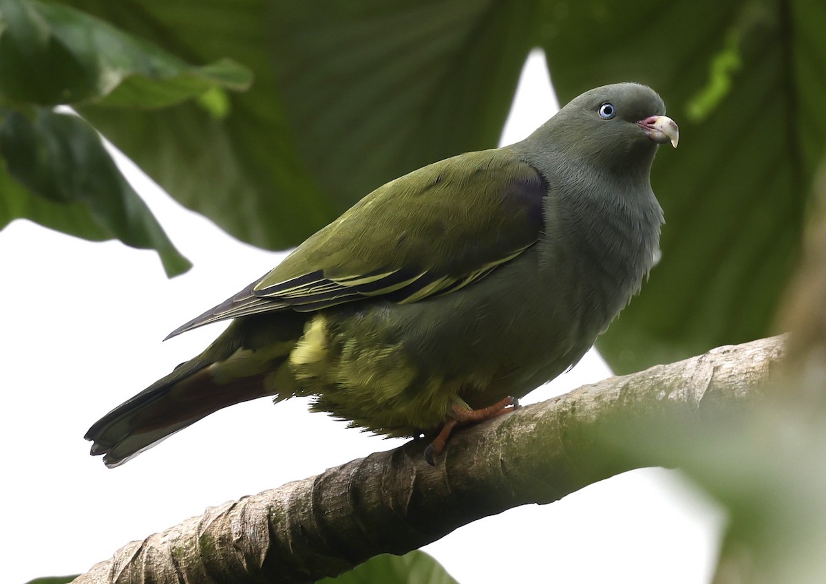 Sao Tome Green-Pigeon - ML622141989