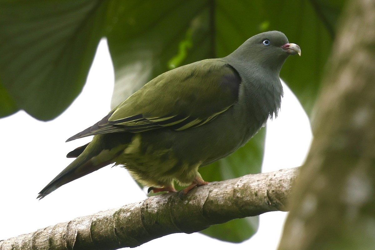 Sao Tome Green-Pigeon - Kasper R. Berg