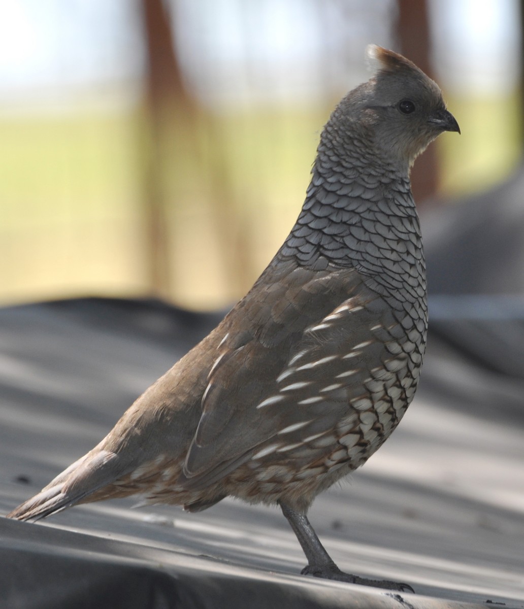 Scaled Quail - ML622141994