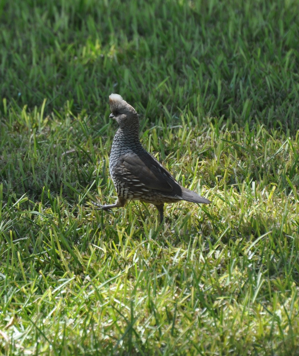 Scaled Quail - ML622141999
