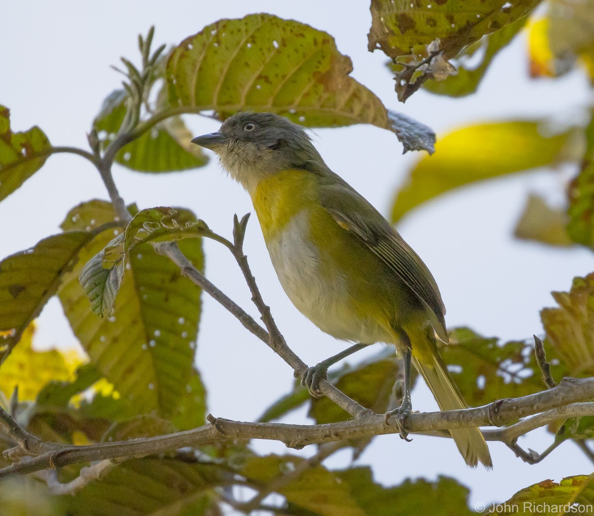 Short-billed Chlorospingus - ML622142013