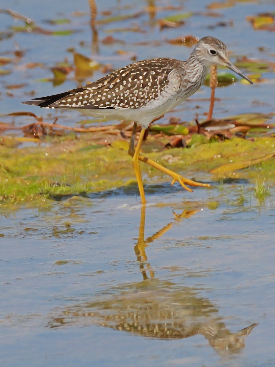 Lesser Yellowlegs - ML622142014