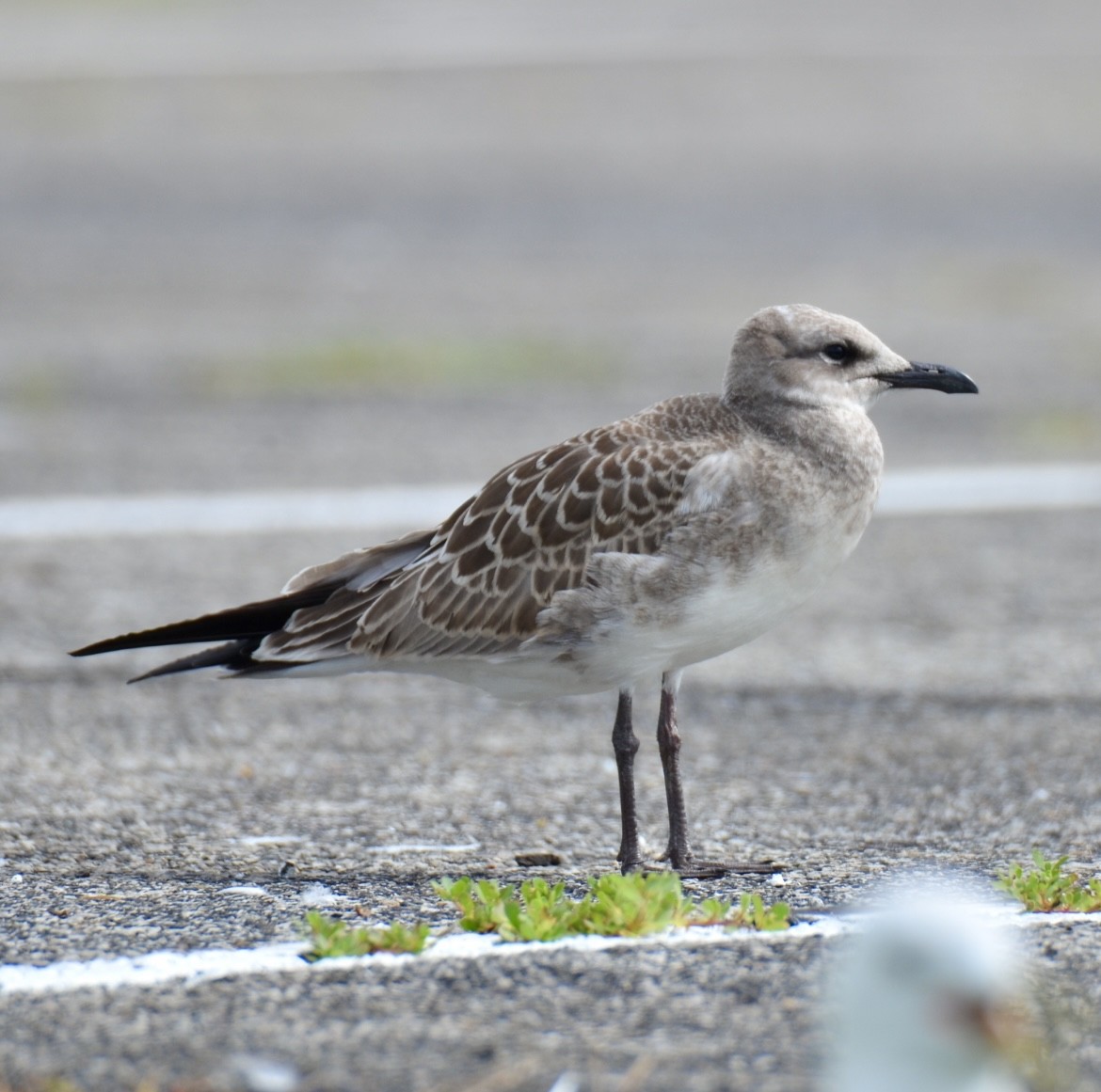 Laughing Gull - ML622142015