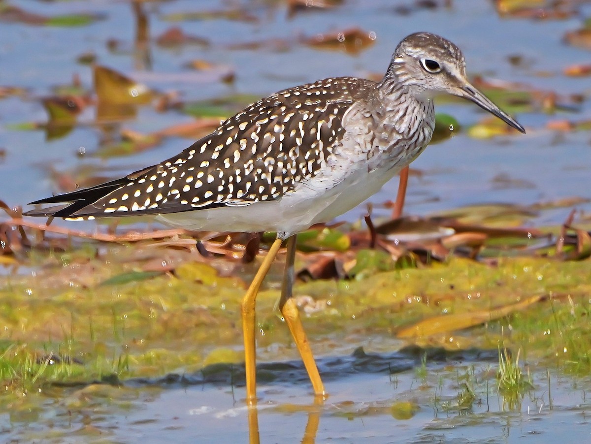 Lesser Yellowlegs - ML622142020