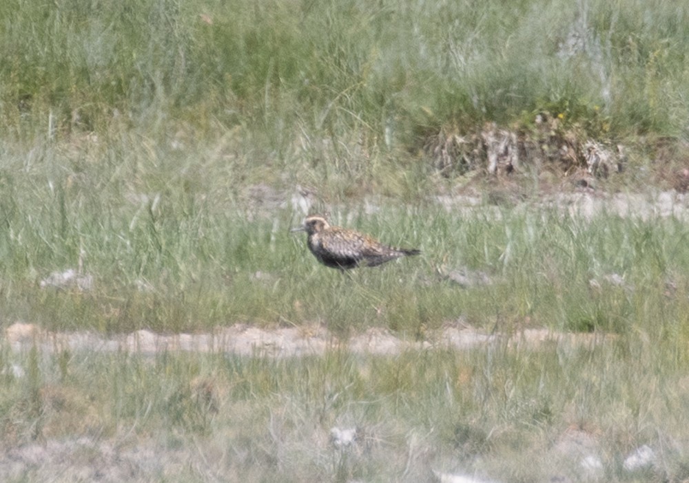 Pacific Golden-Plover - ML622142022