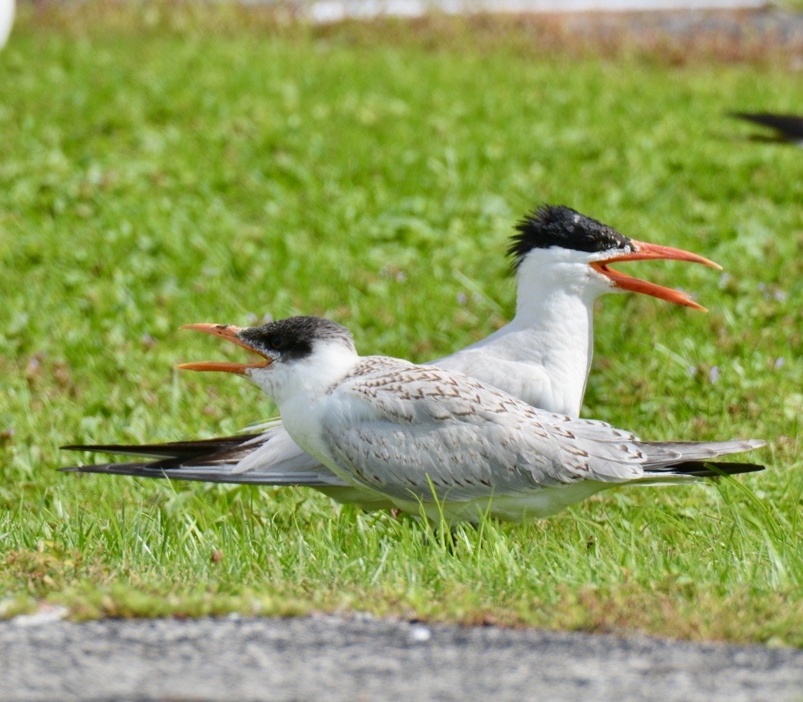 Caspian Tern - ML622142025
