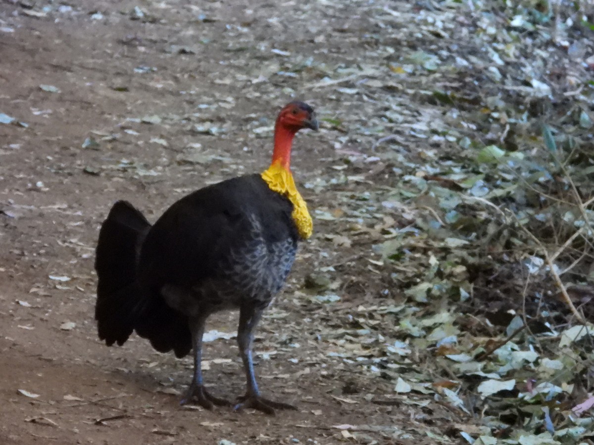 Australian Brushturkey - Scott Fox