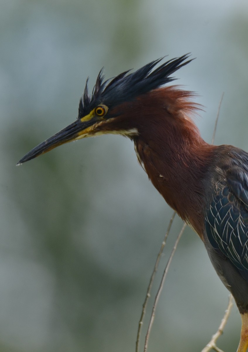 Green Heron - ML622142032