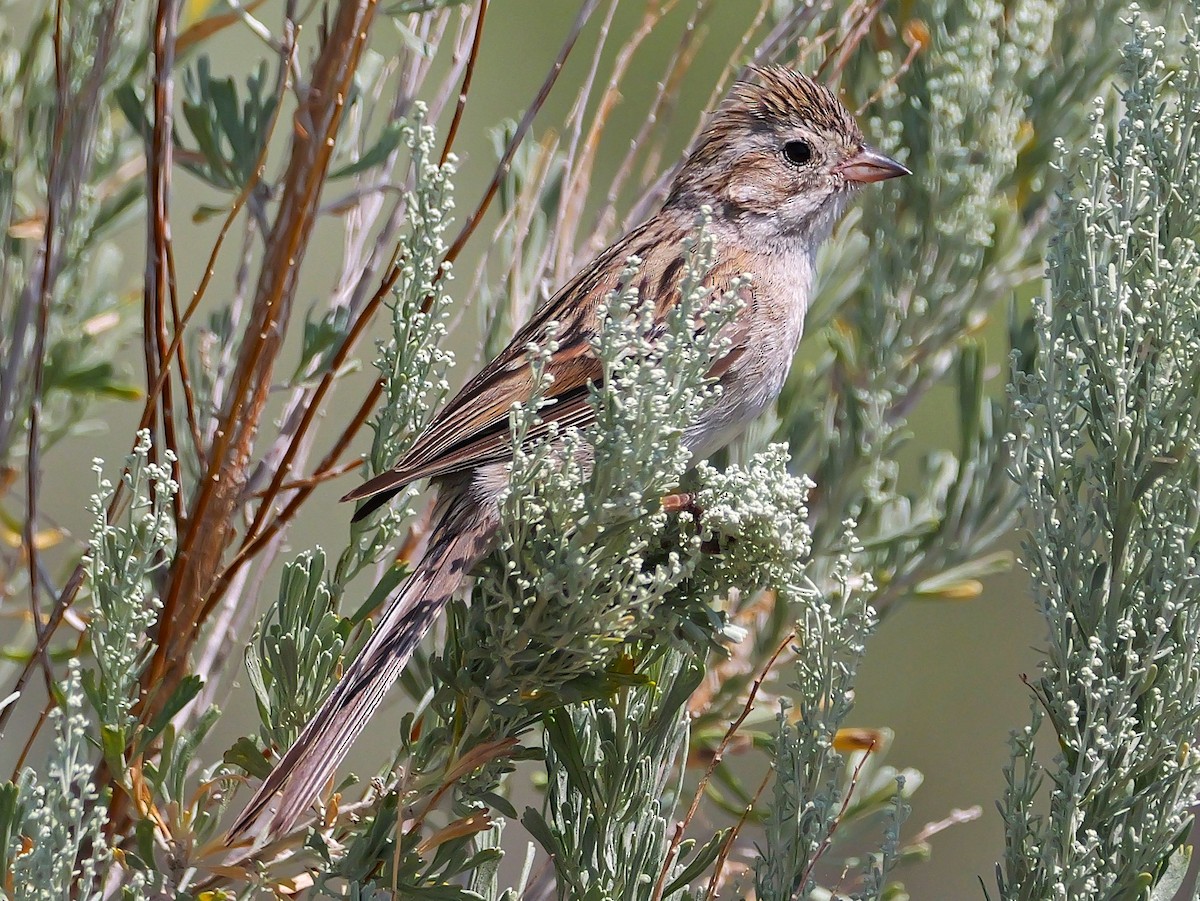 Brewer's Sparrow - ML622142033