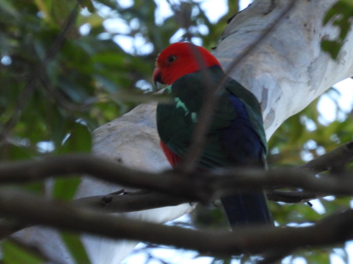 Australian King-Parrot - ML622142038