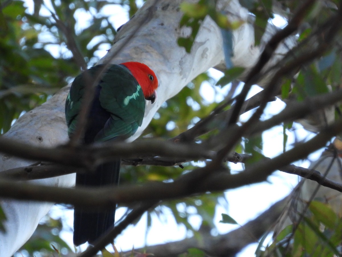 Australian King-Parrot - ML622142039