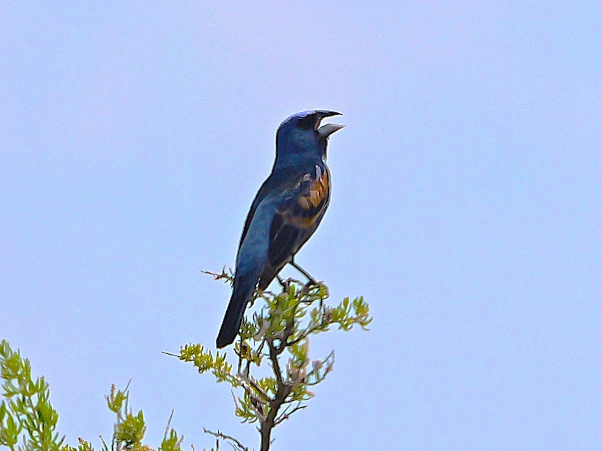 Blue Grosbeak - ML622142040