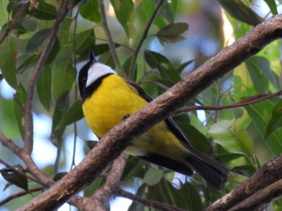 Golden Whistler - ML622142045