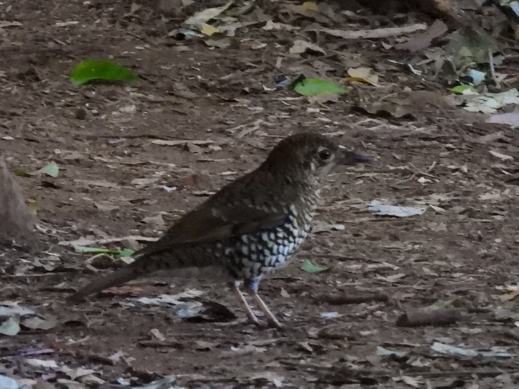 Russet-tailed Thrush - ML622142051