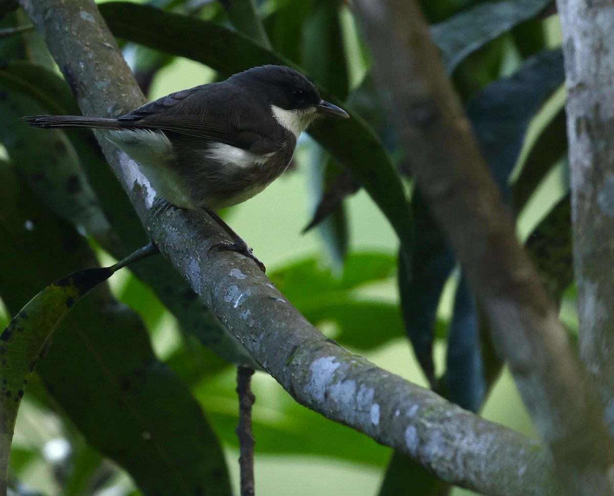 Dohrn's Thrush-Babbler - Kasper R. Berg